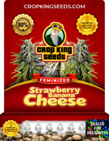 Strawberry Banana Cheese Strain