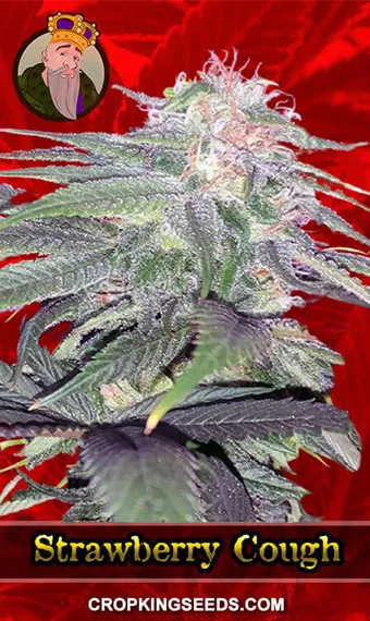 Strawberry Cough Strain