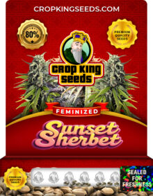 Sunset Sherbet Strain