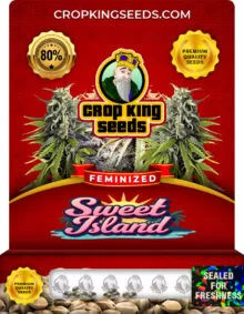 Sweet Island Strain