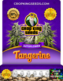 Tangerine Strain