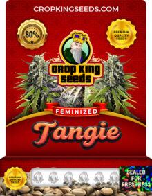 Tangie Strain
