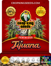 Tijuana Strain