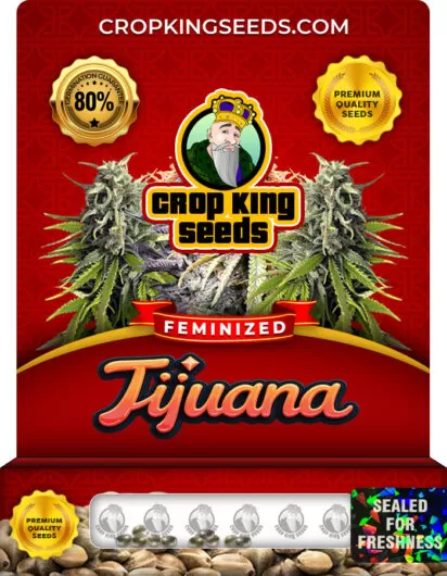 Tijuana Strain