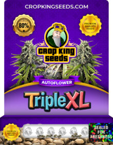 Triple XL Strain