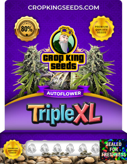 Triple XL Strain