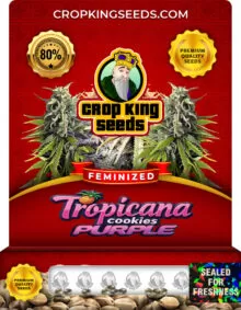 Tropicana Cookies Purple Strain