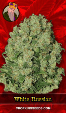 White Russian Fast Version Feminized Marijuana Seeds