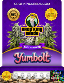 Yumbolt Strain