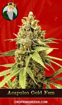 Acapulco Gold Strain
