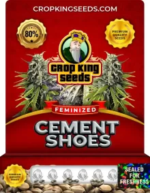 Cement Shoes Strain