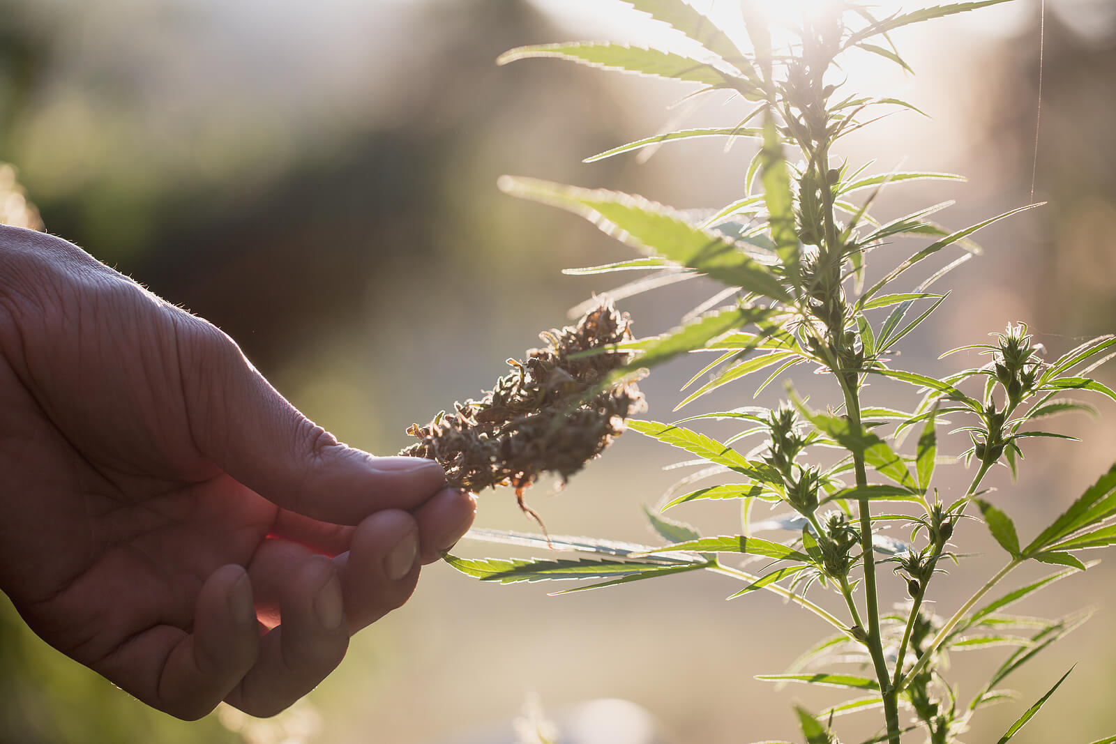 Harvest the top half