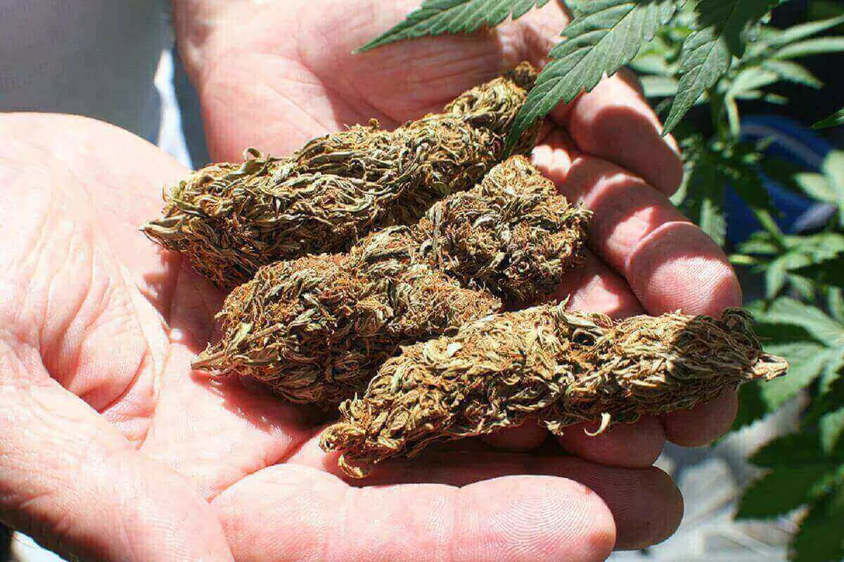 Bigger Buds Outdoors