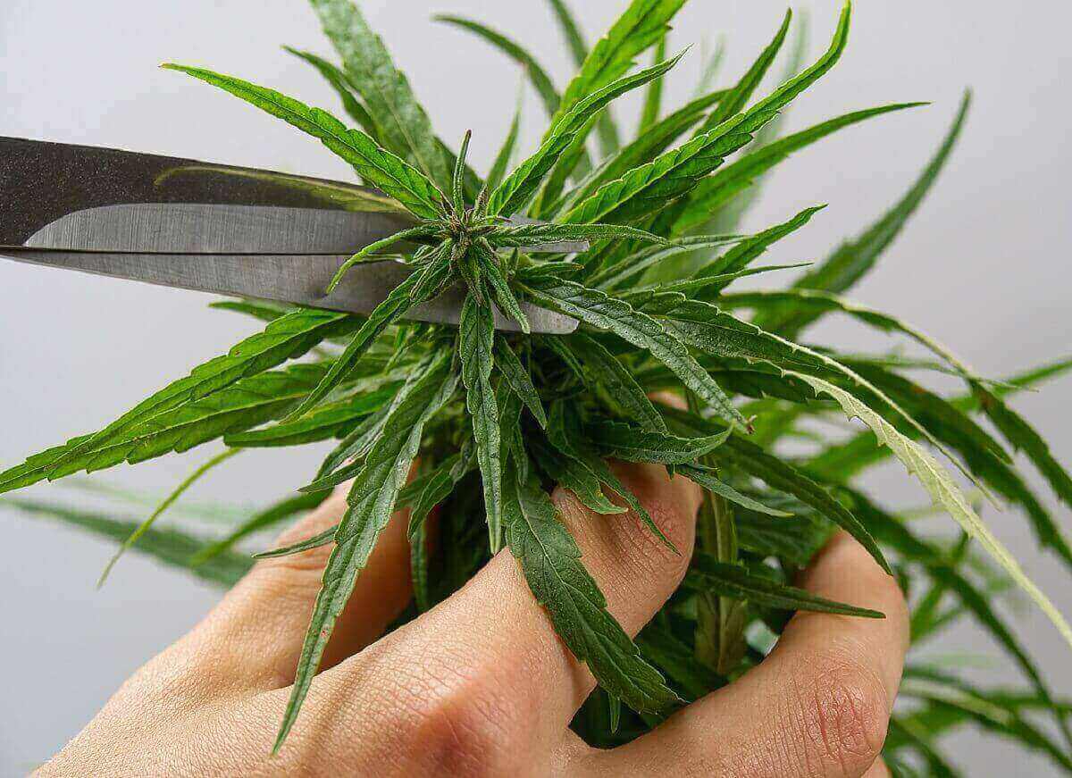 How to Top a Marijuana Plant