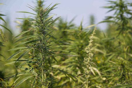 Sexing Marijuana plants