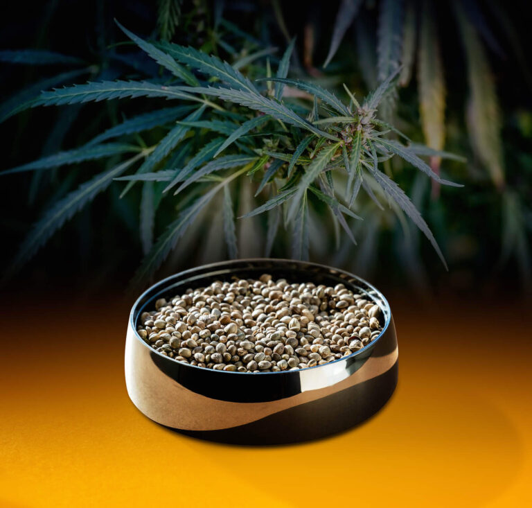 Can you Feed your Pet Birds with Marijuana Seeds