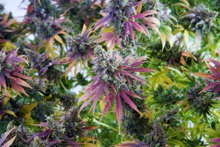 Problems Growing Fem Cannabis