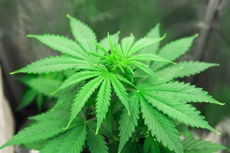Different Cannabis Strains