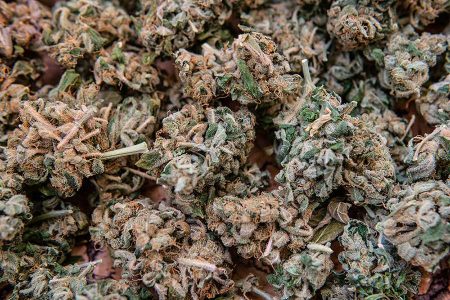 Dry Marijuana Buds