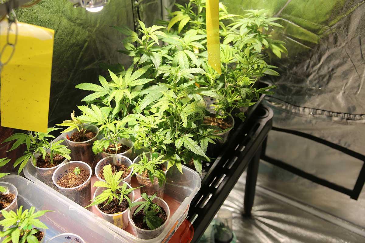 Marijuana grow set up