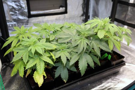 Growing from Seeds VS Growing from Marijuana Clones