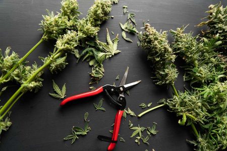 Harvest Marijuana