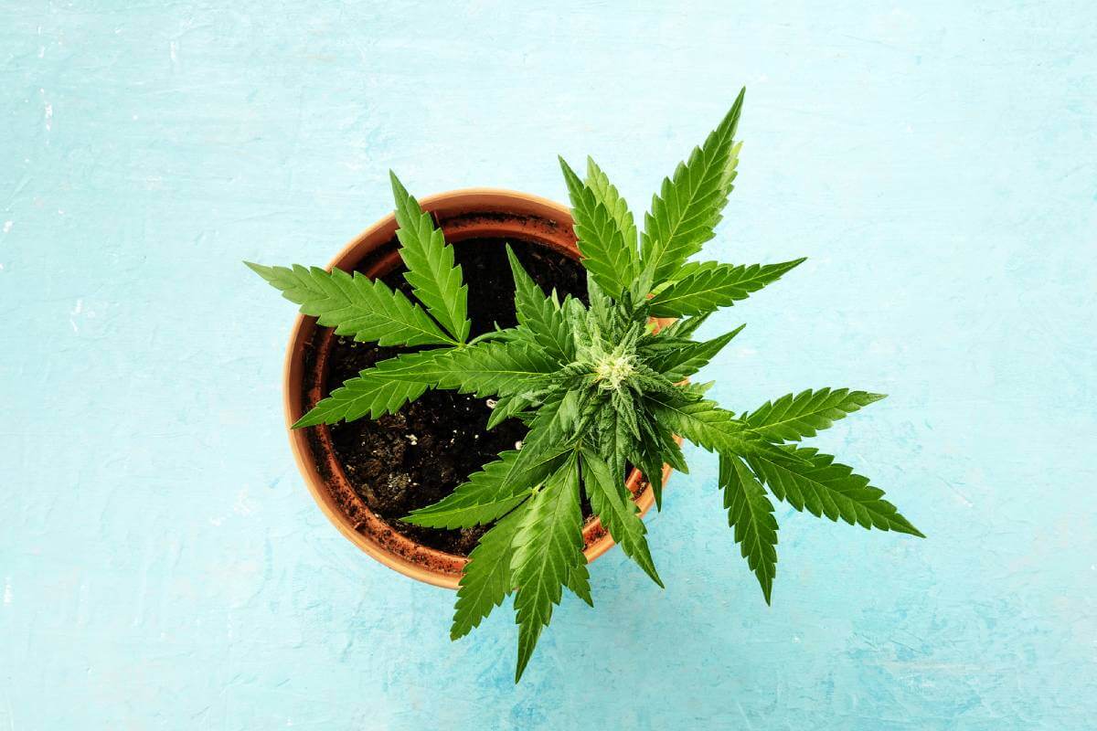 How Many Marijuana Seeds Can you Grow Per Pot?