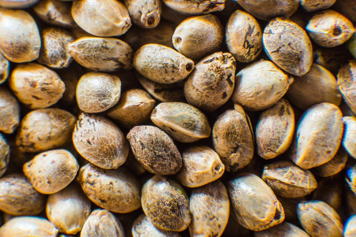 How Much Does Weed Seeds Cost