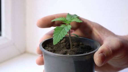 How to Get Seeds from Autoflowering Cannabis Plant