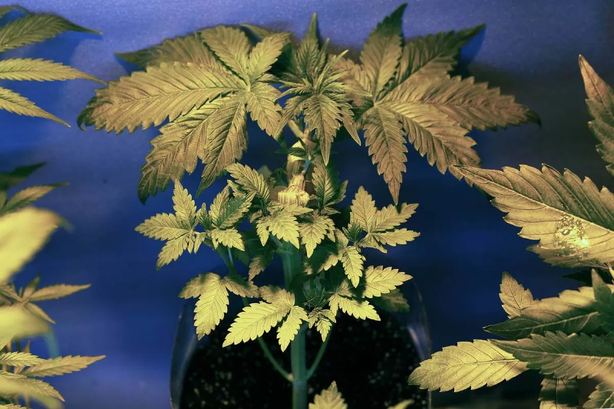 How to Grow Autoflower Marijuana Plants