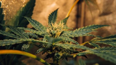 How to Micro Grow Autoflower Marijuana