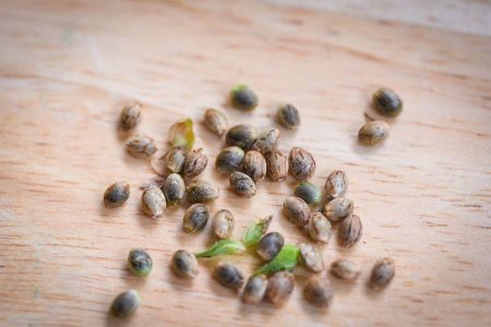 How to Recognize Bad Marijuana Seeds