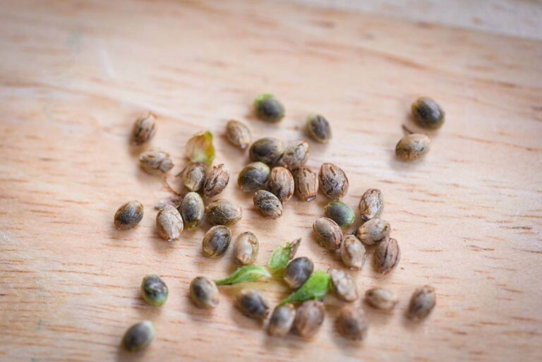 How to Recognize Bad Marijuana Seeds