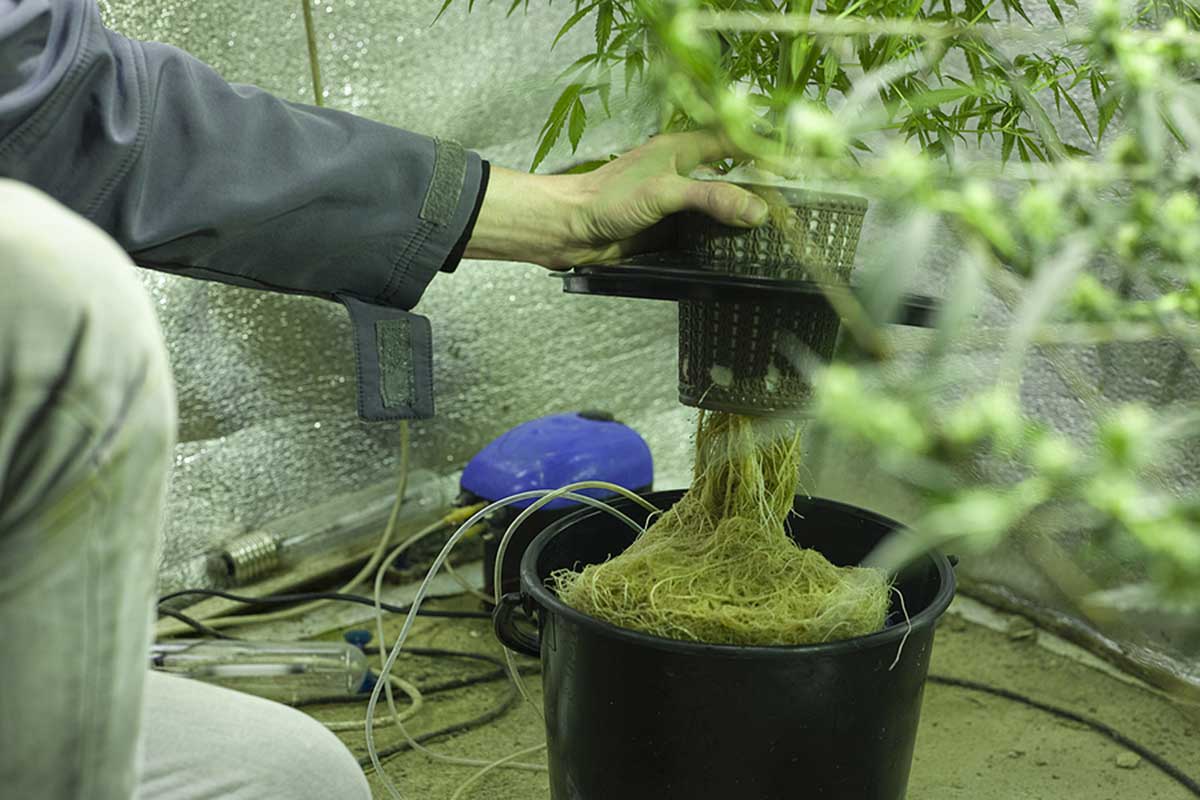 Hydro weed guide for growers