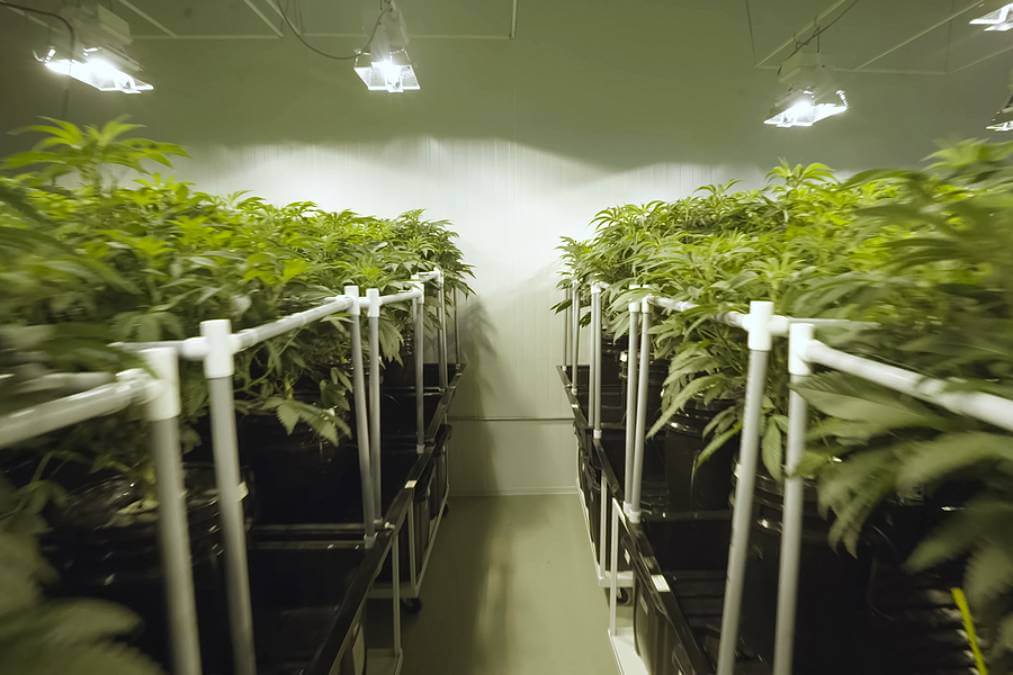 Hydroponic Marijuana Growing