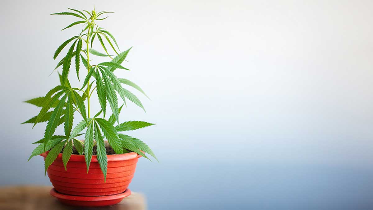 Grow a Marijuana Bonsai