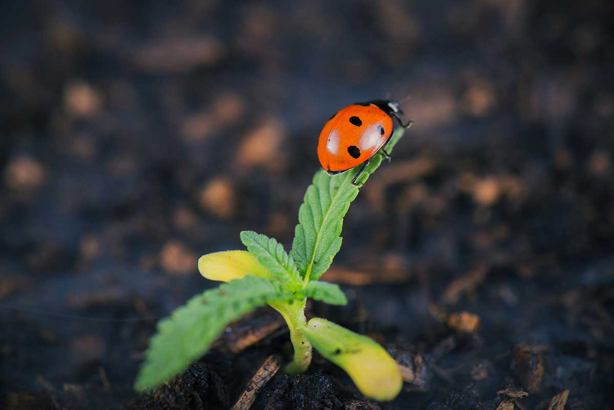 Marijuana bugs