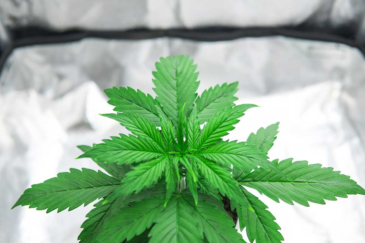 Marijuana vegetative stage