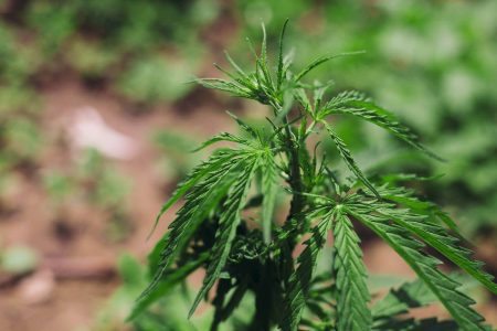 Outdoor Marijuana Growing Guide