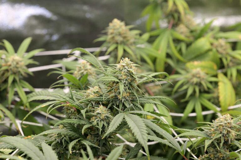 Sea of Green Growing Method