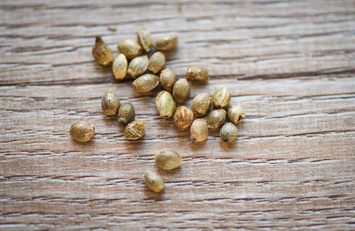 Seeds