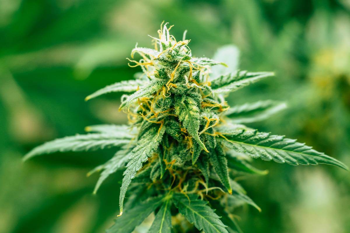Top 10 Autoflowering Cannabis Strains for Beginner Growers