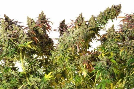 Top List of Fem Cannabis