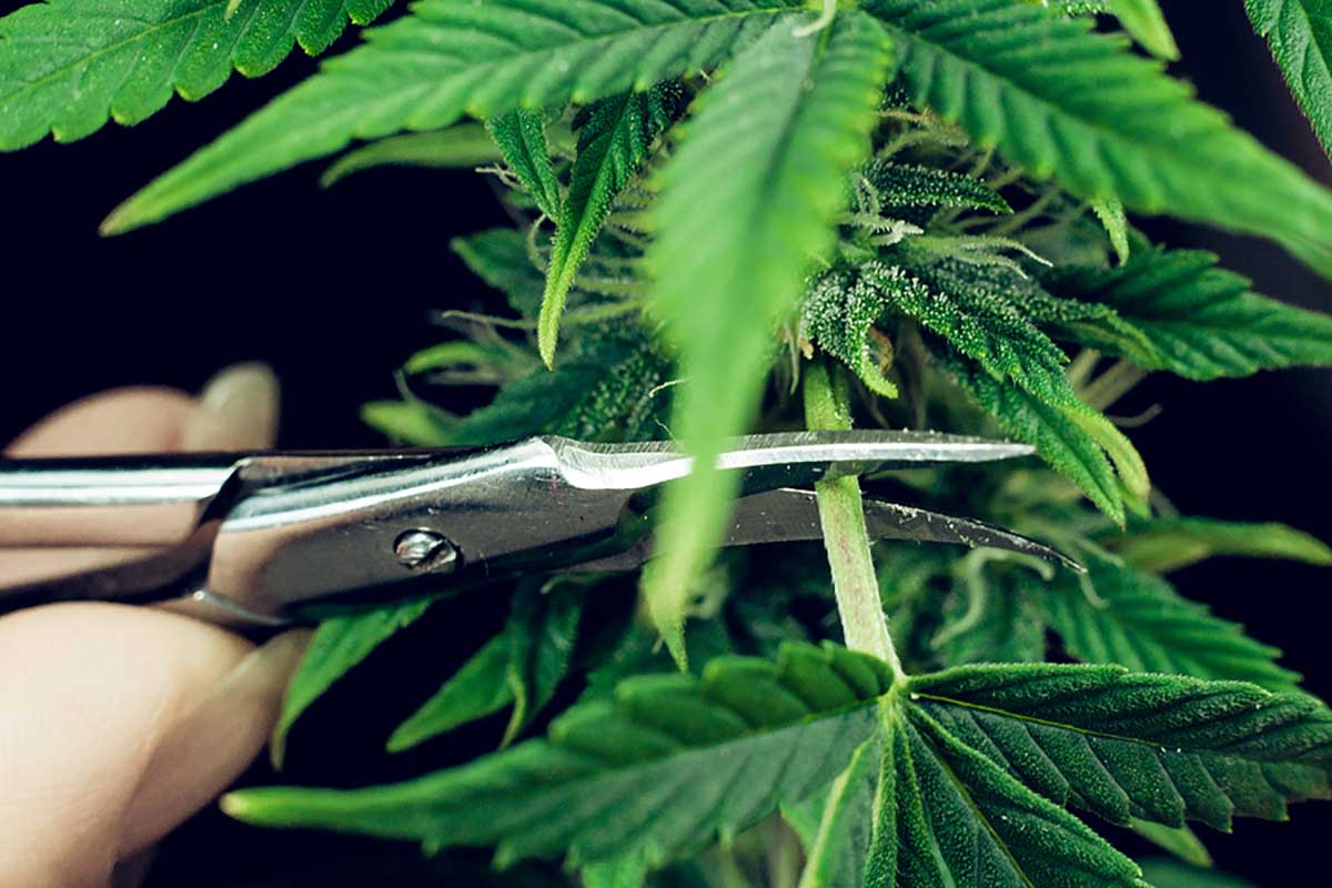 Trimming Cannabis