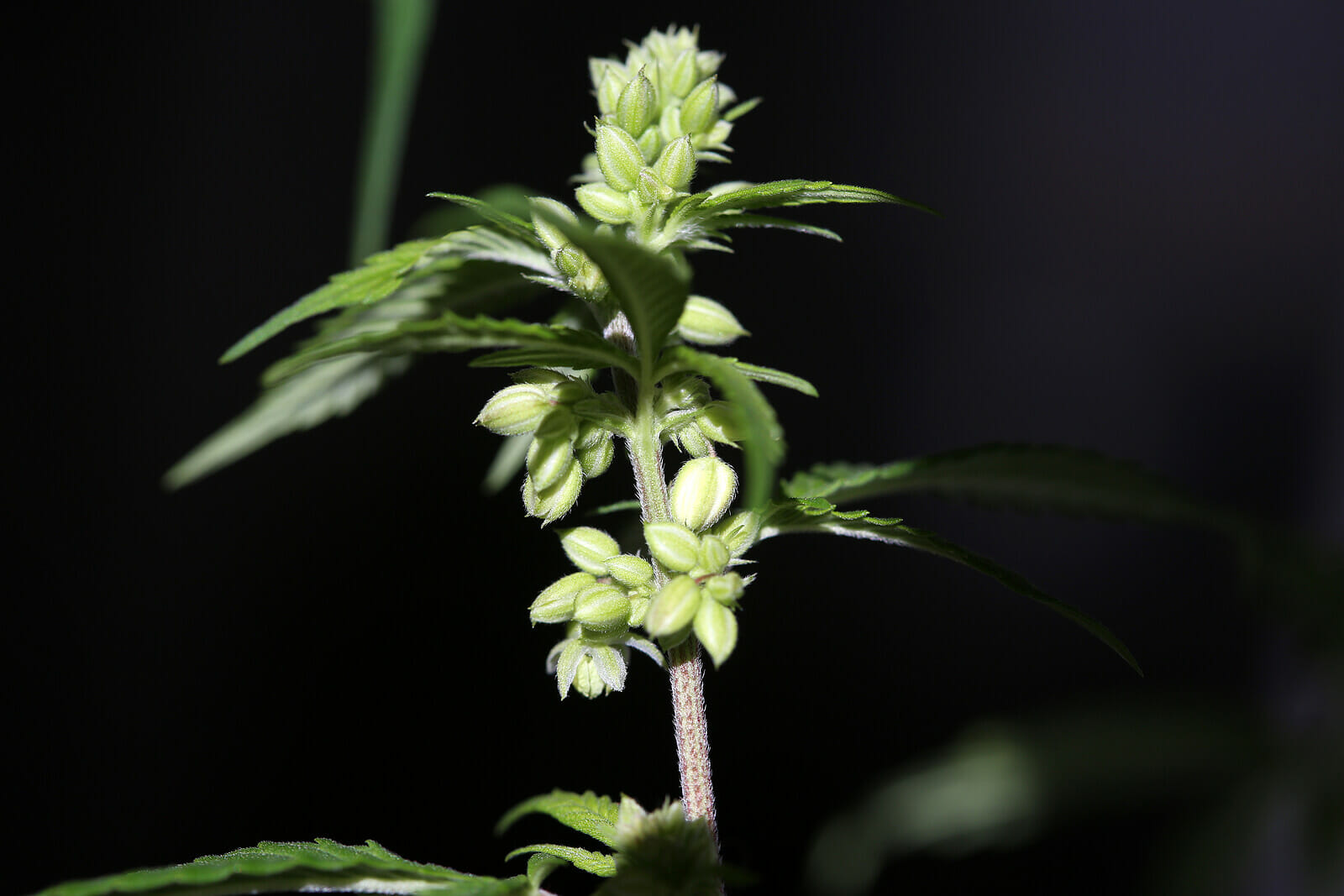 Uses of Male Marijuana Plant