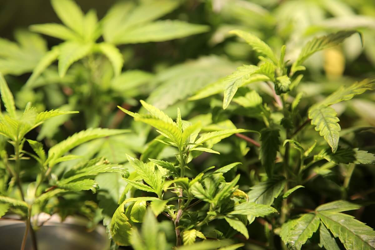 What Are Feminized Seeds: Cannabis Breeding Tutorial