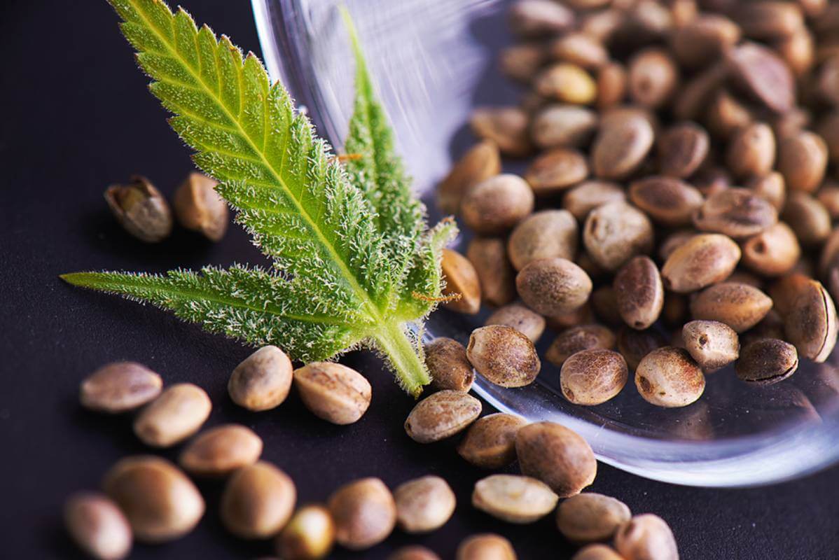 What is a Marijuana Seed Bank