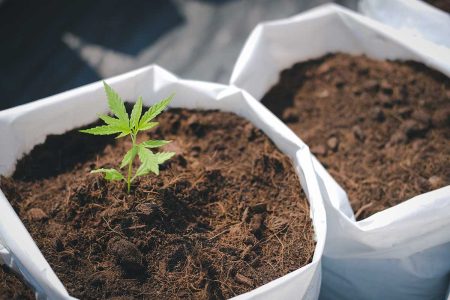 Cannabis Grow