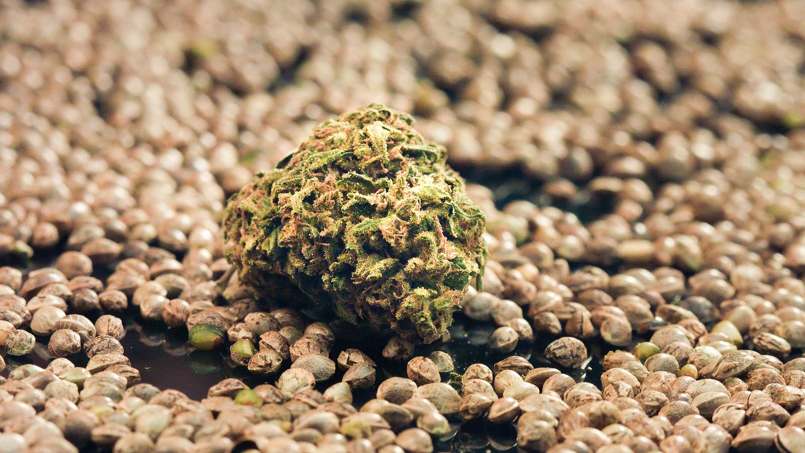 Cannabis Seeds