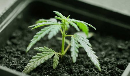 Cannabis Indoor Grow